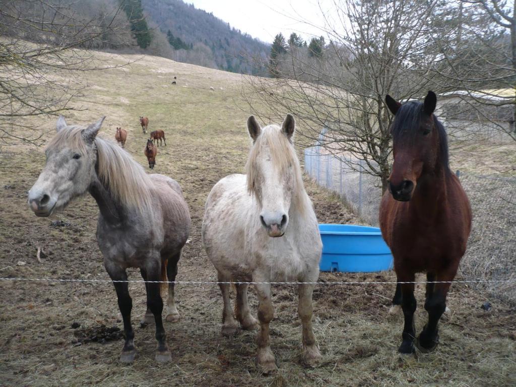 Hotel Bon Accueil Oyonnax Esterno foto